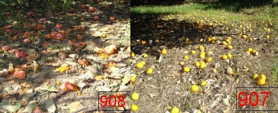 مگس میوه مدیترانه در ایران