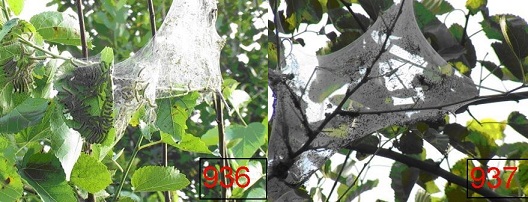 آفت پروانه سفید در ایران