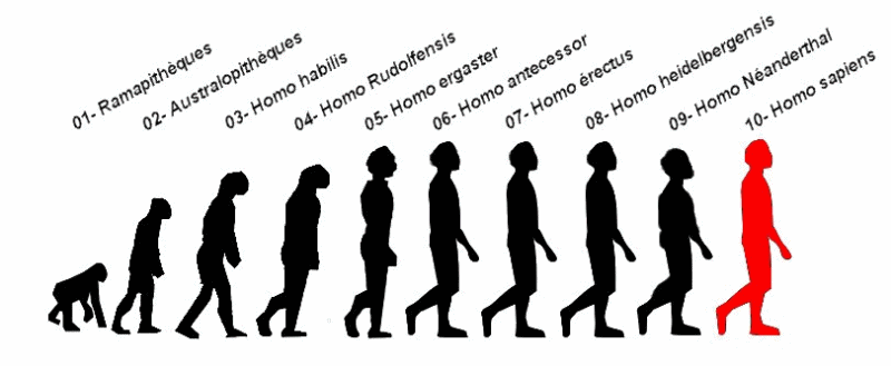 فرگشت انسان نما تا انسان امروزی بسیاری فرگشت و رشد و تکامل در زیست شناسی را نظریه داروین می دانند،  درصورتیکه اینها علم آفرینش است،  و داروین آغاز کننده گفتگو و تحقیق های مدرن در این باره بود. 
