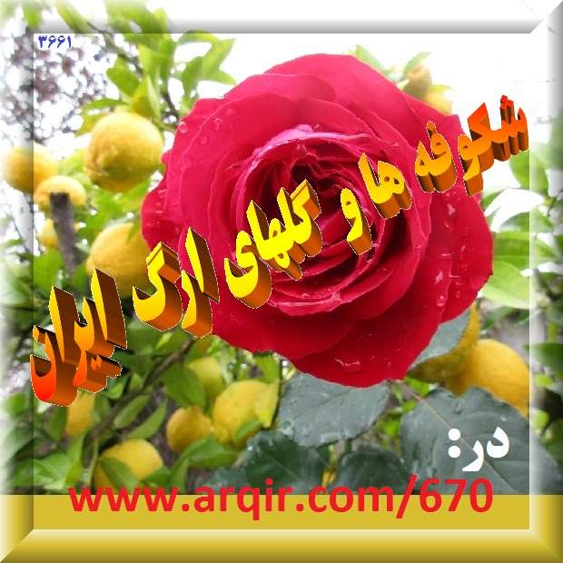 شکوفه ها و گلهای ارگ ایران