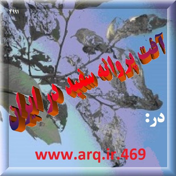 آفت پروانه سفید در ایران