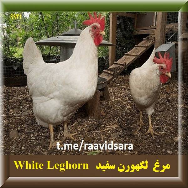 چند نژاد مرغ برای مزرعه - مرغ لگهورن سفید White Leghorn