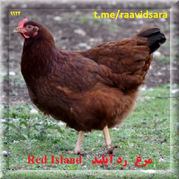چند نژاد مرغ برای مزرعه - مرغ رد آیلند Red Island