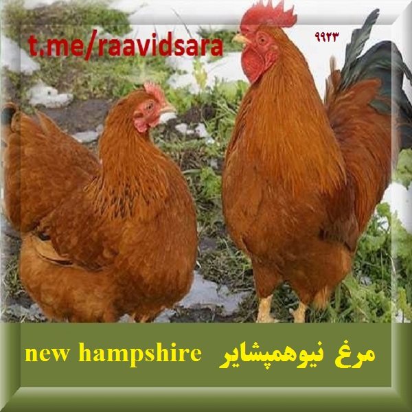 چند نژاد مرغ برای مزرعه - مرغ نیوهمپشایر new hampshire