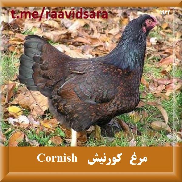 چند نژاد مرغ برای مزرعه - مرغ کورنیش cornish