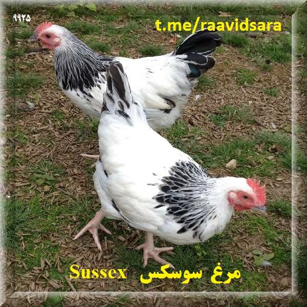 چند نژاد مرغ برای مزرعه - مرغ سوسکس Sussex