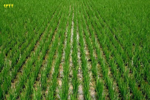 کشت مکانیزه برنج بالاترین تولید