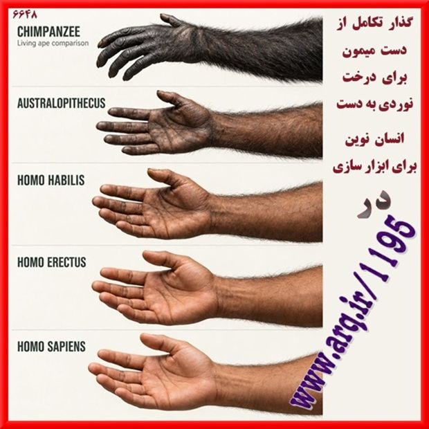 فرگشت انسان نما تا انسان امروزی بسیاری فرگشت و رشد و تکامل در زیست شناسی را نظریه داروین میدانند،  درصورتیکه اینها علم آفرینش است،  و داروین آغاز کننده گفتگو و تحقیق های مدرن اروپایی در این باره بود. 