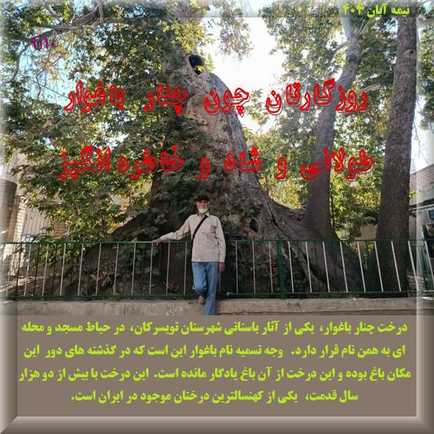 درخت چنار باغوار یكی از آثار باستانی شهرستان تویسركان